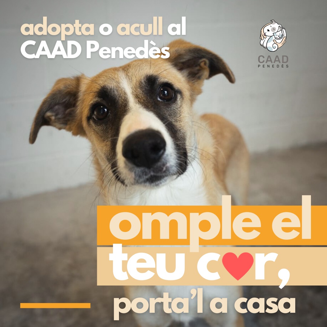 Crida a l'adopció del CAAD Penedès